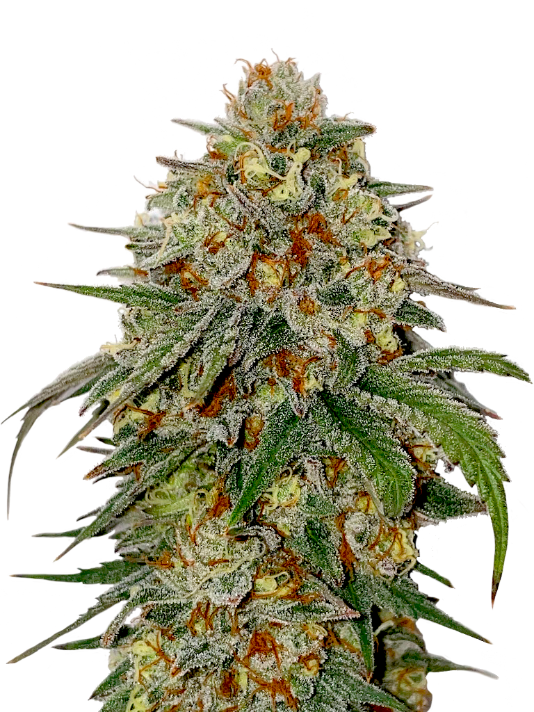 BubbaKush_Victory_cannabis