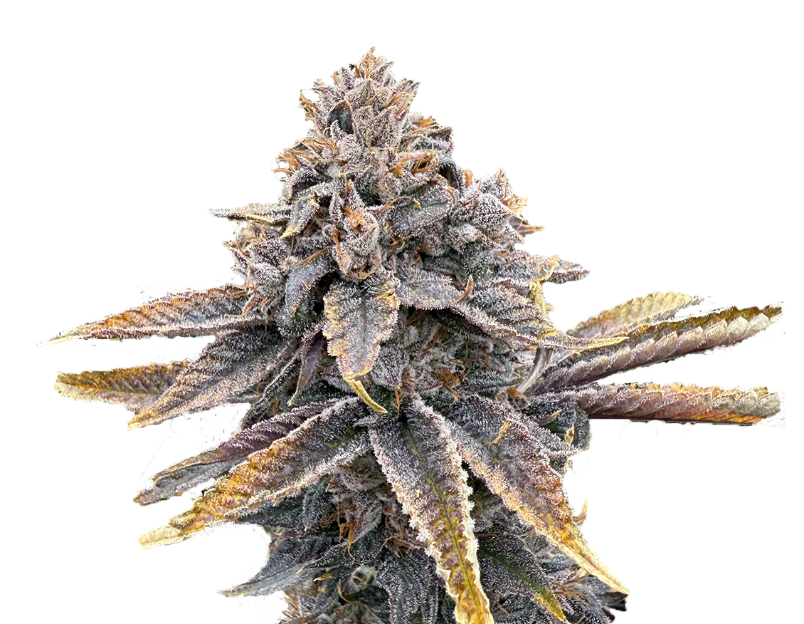 SB Flower