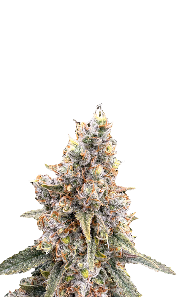 APG No Background