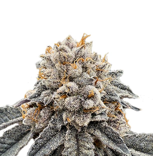 Lemon Runtz no Background