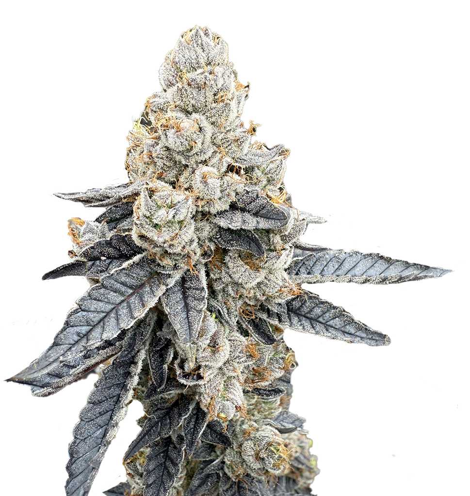 PUDC Flower Photo 12DEC25 No Background Flat Bottom